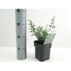 Benved 'Harlequin' Euonymus Fortunei 'Harlequin' Potte 2,0 Liter,- 20-25 Cm. -Tilbud Lys Haven Butik p6634 38442 image 44bf