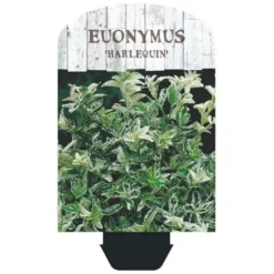 Benved 'Harlequin' Euonymus Fortunei 'Harlequin' Potte 2,0 Liter,- 20-25 Cm. -Tilbud Lys Haven Butik p6634 38443 image d243