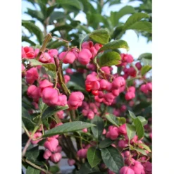 Benved Euonymus Phellomanus Opstammet 150 Cm. 15 Liter Potte