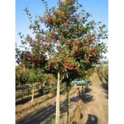 Blommebladet Tjørn 'Splendens' Crataegus X Prunifolia 'Splendens' Heister 175-200 Cm. Med Potte
