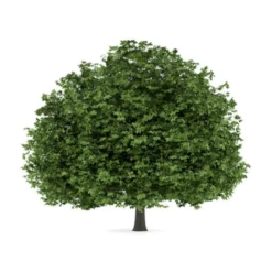 Hestekastanie Aesculus Hippocastanum Potte 12 Liter,- 150-175 Cm. -Tilbud Lys Haven Butik p66 8147 aesculus hippocastanum 5555