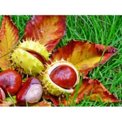 Hestekastanie Aesculus Hippocastanum Potte 12 Liter,- 150-175 Cm. -Tilbud Lys Haven Butik p66 8148 aesculus hippocastanum e991