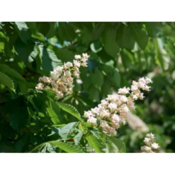 Hestekastanie Aesculus Hippocastanum Potte 12 Liter,- 150-175 Cm. -Tilbud Lys Haven Butik p66 8149 aesculus hippocastanum e59c