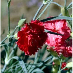 Havenellike -Rød- Dianthus Caryophyllus -rød- 10 Cm. Potte