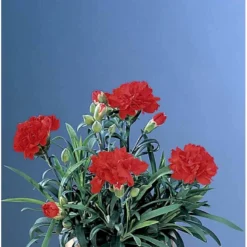 Havenellike -Rød- Dianthus Caryophyllus -rød- 10 Cm. Potte -Tilbud Lys Haven Butik p710 38938 dianthus caryophyllus roed 2087