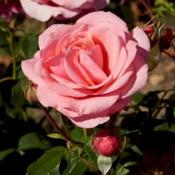'Elaine Paige'™ Rosa X 'Elaine Paige'™ (Storblomstrende) A-Kvalitet,- Barrods Roser Min. 3 Grene
