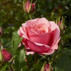 'Elaine Paige'™ Rosa X 'Elaine Paige'™ (Storblomstrende) A-Kvalitet,- Barrods Roser Min. 3 Grene -Tilbud Lys Haven Butik p7386 51256 rosa x elaine paige storblomstrende bdfc