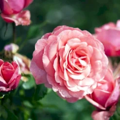'Elaine Paige'™ Rosa X 'Elaine Paige'™ (Storblomstrende) A-Kvalitet,- Barrods Roser Min. 3 Grene -Tilbud Lys Haven Butik p7386 51258 rosa x elaine paige storblomstrende d45a