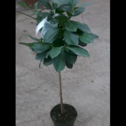 Opstammet Kirsebærlaurbær Prunus Laurocerasus 'Etna' Opstammet,- Potte 10 Liter,- 80 Cm. Stamme