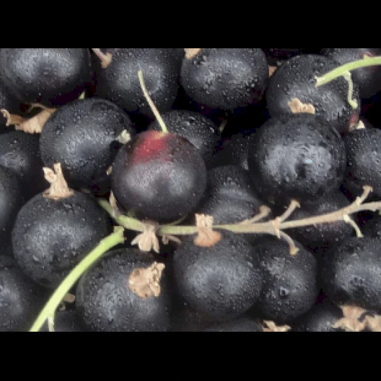 Solbær 'Big Ben' Ribes Nigrum 'Big Ben' 3,5 Liter Potte 1 Solbær 'Big Ben' Ribes Nigrum 'Big Ben' 3,5 Liter Potte