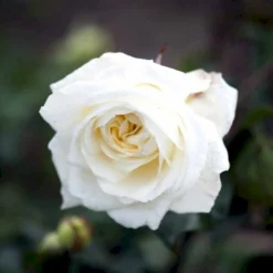 'Claus Dalby'™ Rosa X 'Claus Dalby'™ (Storblomstrende) A-Kvalitet,- Barrods Roser Min. 3 Grene -Tilbud Lys Haven Butik p7485 51233 rosa x claus dalby storblomstrende a885