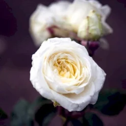 'Claus Dalby'™ Rosa X 'Claus Dalby'™ (Storblomstrende) A-Kvalitet,- Barrods Roser Min. 3 Grene -Tilbud Lys Haven Butik p7485 51234 rosa x claus dalby storblomstrende 3b15