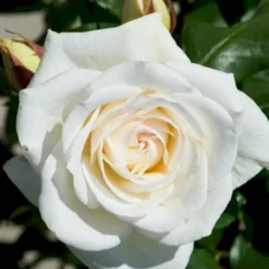 'Claus Dalby'™ Rosa X 'Claus Dalby'™ (Storblomstrende) A-Kvalitet,- Barrods Roser Min. 3 Grene -Tilbud Lys Haven Butik p7485 51235 rosa x claus dalby storblomstrende dfe6