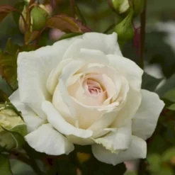 'Claus Dalby'™ Rosa X 'Claus Dalby'™ (Storblomstrende) A-Kvalitet,- Barrods Roser Min. 3 Grene -Tilbud Lys Haven Butik p7485 51236 rosa x claus dalby storblomstrende 2a34