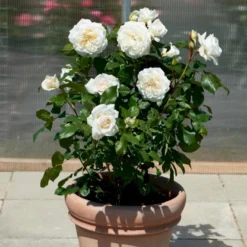 'Claus Dalby'™ Rosa X 'Claus Dalby'™ (Storblomstrende) A-Kvalitet,- Barrods Roser Min. 3 Grene -Tilbud Lys Haven Butik p7485 51238 rosa x claus dalby storblomstrende df50