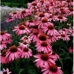 Purpursolhat Echinacea Purpurea 'Magnus' 1 Liter Potte
