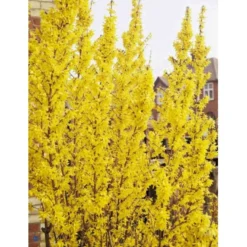 Vårguld 'Lynwood' Forsythia Intermedia 'Lynwood' 5 Liter Potte