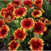 Kokardeblomst Gaillardia Aristata 'Kobold' 1 Liter Potte