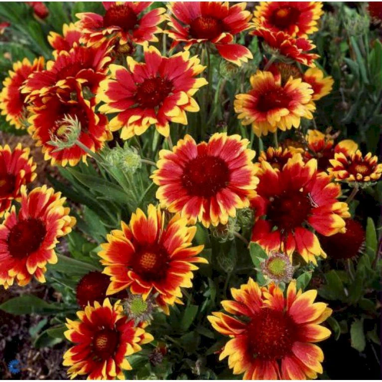 Kokardeblomst Gaillardia Aristata 'Kobold' 1 Liter Potte 1 Kokardeblomst Gaillardia Aristata 'Kobold' 1 Liter Potte