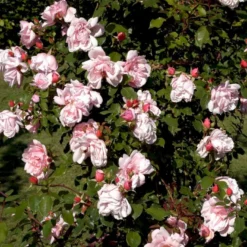 'Albertine' Rosa Wichuraiana 'Albertine' (Slyngrose) A-Kvalitet,- Barrods Roser Min. 3 Grene -Tilbud Lys Haven Butik p865 52295 rosa wichuraiana albertine slyngrose 2800