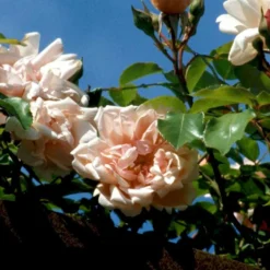 'Albertine' Rosa Wichuraiana 'Albertine' (Slyngrose) A-Kvalitet,- Barrods Roser Min. 3 Grene -Tilbud Lys Haven Butik p865 52297 rosa wichuraiana albertine slyngrose 9997