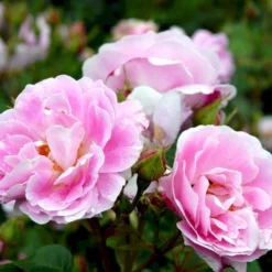 'Bourbon Queen' Rosa Bourboniana 'Bourbon Queen' (Bourbonrose) A-Kvalitet,- Barrods Roser Min. 3 Grene -Tilbud Lys Haven Butik p869 52314 rosa borboniana bourbon queen bourbonrose 8458