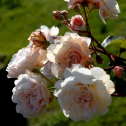 'Buff Beauty' Rosa Moschata 'Buff Beauty' (Moskusrose) A-Kvalitet,- Barrods Roser Min. 3 Grene -Tilbud Lys Haven Butik p870 52320 rosa moschata buff beauty moschatarose b89c