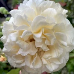 'Buff Beauty' Rosa Moschata 'Buff Beauty' (Moskusrose) A-Kvalitet,- Barrods Roser Min. 3 Grene -Tilbud Lys Haven Butik p870 52321 rosa moschata buff beauty moschatarose bc21