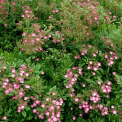 'Cornelia' Rosa Moschata 'Cornelia' (Moskusrose) A-Kvalitet,- Barrods Roser Min. 3 Grene -Tilbud Lys Haven Butik p875 52352 rosa moschata cornelia moschatarose 7196