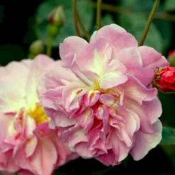 'Cornelia' Rosa Moschata 'Cornelia' (Moskusrose) A-Kvalitet,- Barrods Roser Min. 3 Grene -Tilbud Lys Haven Butik p875 52353 rosa moschata cornelia moschatarose 33d7