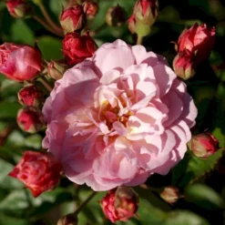 'Cornelia' Rosa Moschata 'Cornelia' (Moskusrose) A-Kvalitet,- Barrods Roser Min. 3 Grene -Tilbud Lys Haven Butik p875 52354 rosa moschata cornelia moschatarose 247f