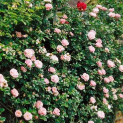 'Gerbe Rose' Rosa Wichuraiana 'Gerbe Rose' (Slyngrose) A-Kvalitet,- Barrods Roser Min. 3 Grene -Tilbud Lys Haven Butik p882 52398 rosa wichuraiana gerbe rose slyngrose c496