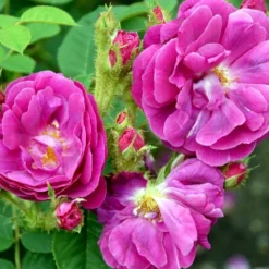 'Henri Martin' Rosa Centifolia Muscosa 'Henri Martin' (Mosrose) A-Kvalitet,- Barrods Roser Min. 3 Grene -Tilbud Lys Haven Butik p884 52427 rosa centifolia muscosa henri martin mosrose 9a4c