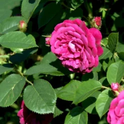 'Henri Martin' Rosa Centifolia Muscosa 'Henri Martin' (Mosrose) A-Kvalitet,- Barrods Roser Min. 3 Grene -Tilbud Lys Haven Butik p884 52429 rosa centifolia muscosa henri martin mosrose bb17