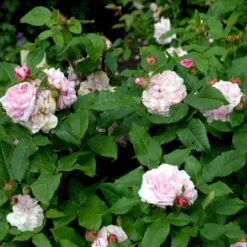 'Jacques Cartier' Rosa Portlandica 'Jacques Cartier' (Portlandrose) A-Kvalitet,- Barrods Roser Min. 3 Grene -Tilbud Lys Haven Butik p887 52438 rosa portlandica jacques cartier portlandrose c973