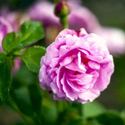 'Louise Odier' Rosa Bourboniana 'Louise Odier' (Bourbonrose) A-Kvalitet,- Barrods Roser Min. 3 Grene