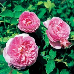 'Louise Odier' Rosa Bourboniana 'Louise Odier' (Bourbonrose) A-Kvalitet,- Barrods Roser Min. 3 Grene -Tilbud Lys Haven Butik p889 52448 rosa bourboniana louise odier bourbonrose c27f
