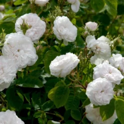 'Mme Hardy' Rosa Damascena 'Mme Hardy' (Damascenerrose) A-Kvalitet,- Barrods Roser Min. 3 Grene