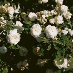 'Mme Hardy' Rosa Damascena 'Mme Hardy' (Damascenerrose) A-Kvalitet,- Barrods Roser Min. 3 Grene -Tilbud Lys Haven Butik p892 52469 rosa damascena mme hardy damascenerrose 37aa