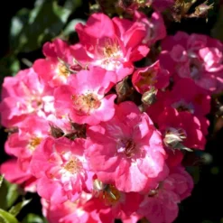 'Robin Hood' Rosa Moschata 'Robin Hood' (Moskusrose) A-Kvalitet,- Barrods Roser Min. 3 Grene