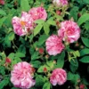 'Rosa Mundi' Rosa Gallica 'Rosa Mundi' (Gallicarose) A-Kvalitet,- Barrods Roser Min. 3 Grene