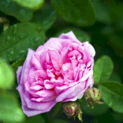 'Salet' Rosa Centifolia Muscosa 'Salet' (Mosrose) A-Kvalitet,- Barrods Roser Min. 3 Grene -Tilbud Lys Haven Butik p901 52888 rosa centifolia muscosa salet mosrose e162