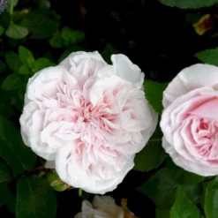 'Souvenier De La Malmaison' Rosa Bourboniana 'Souvenier De La Malmaison' (Bourbonrose) A-Kvalitet,- Barrods Roser Min. 3 Grene -Tilbud Lys Haven Butik p903 53284 rosa bourboniana souvenier de la malmaison bourbonrose 959c