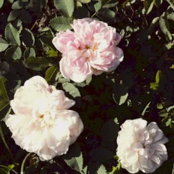 'Stanwell Perpetual' Rosa Pimpinellifolia 'Stanwell Perpetual' (Klitrose) A-Kvalitet,- Barrods Roser Min. 3 Grene -Tilbud Lys Haven Butik p905 52908 rosa pimpinellifolia stanwell perpetual buskrose 4fe9