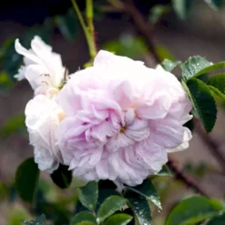 'Stanwell Perpetual' Rosa Pimpinellifolia 'Stanwell Perpetual' (Klitrose) A-Kvalitet,- Barrods Roser Min. 3 Grene -Tilbud Lys Haven Butik p905 52909 rosa pimpinellifolia stanwell perpetual buskrose 8483