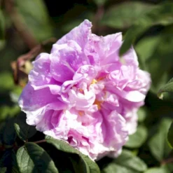 Rynket Rose 'Thérèse Bugnet' Rosa Rugosa 'Thérèse Bugnet' A-Kvalitet,- Barrods Roser Min. 3 Grene