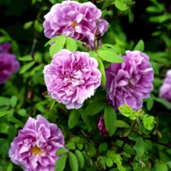 Rynket Rose 'Thérèse Bugnet' Rosa Rugosa 'Thérèse Bugnet' A-Kvalitet,- Barrods Roser Min. 3 Grene -Tilbud Lys Haven Butik p906 52282 rosa rugosa therese bugnet 13c7