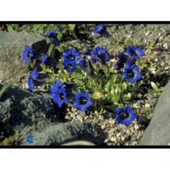 Trompet Ensian Gentiana Acaulis 10 Cm. Potte