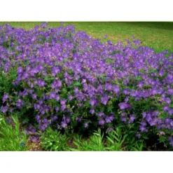 Himalaya-Storkenæb 'Johnsons Blue' Geranium Himalayense 'Johnsons Blue' 1 Liter Potte