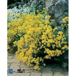 Guldslør Aurina (alyssum) Saxatile 'Goldkugel' 10 Cm. Potte